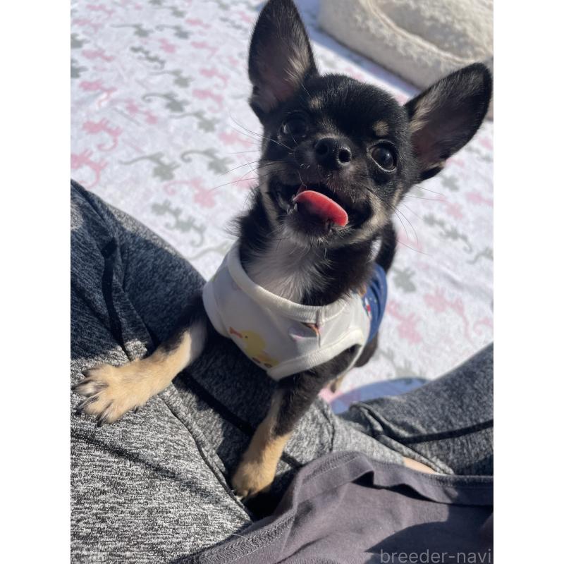 販売中の徳島県のチワワ(スムースコート)-444933の6枚目