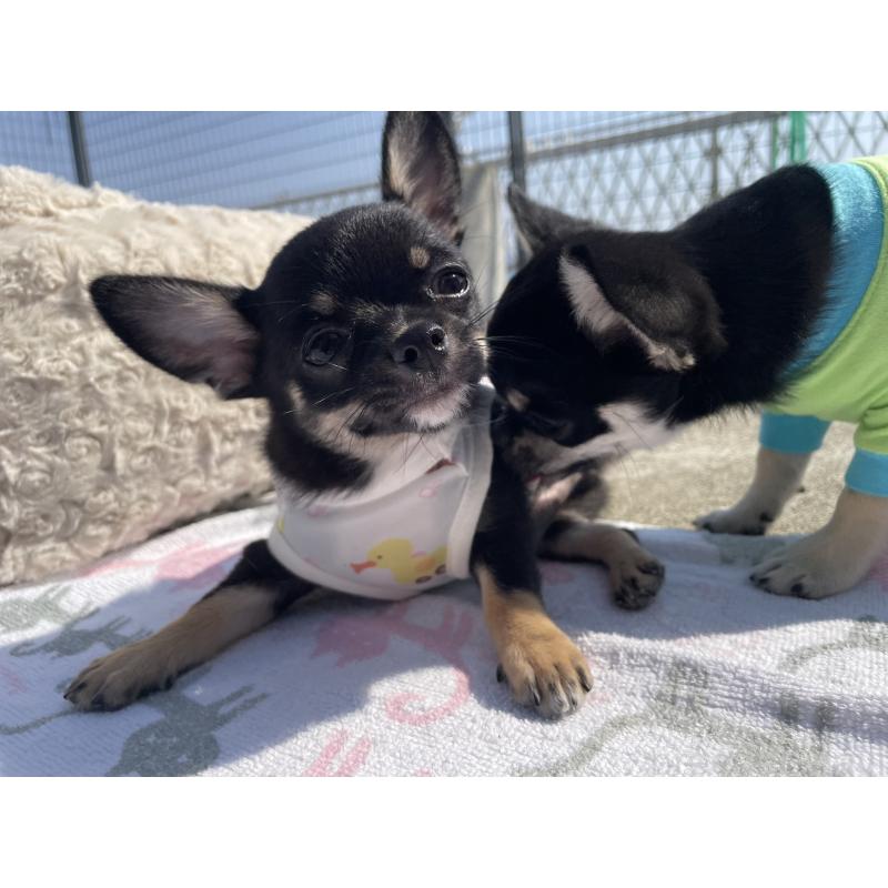 販売中の徳島県のチワワ(スムースコート)-444933の5枚目