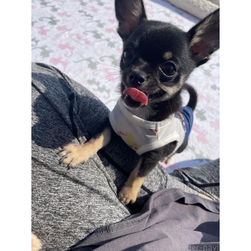 販売中の徳島県のチワワ(スムースコート)-444933の4枚目