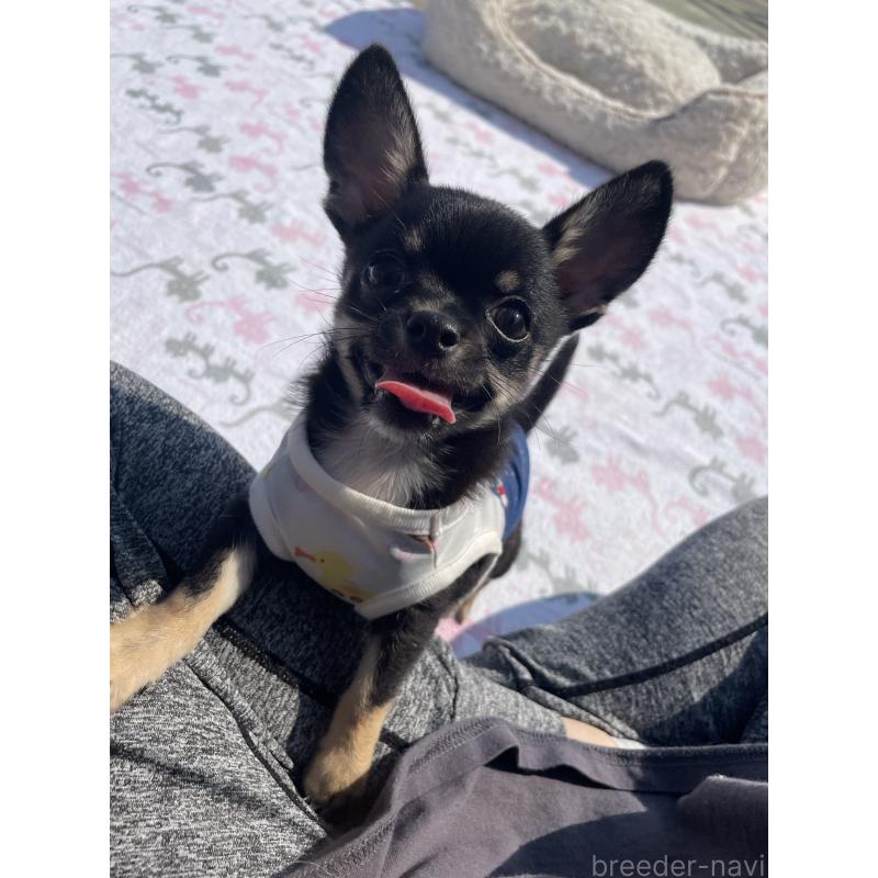 販売中の徳島県のチワワ(スムースコート)-444933の3枚目