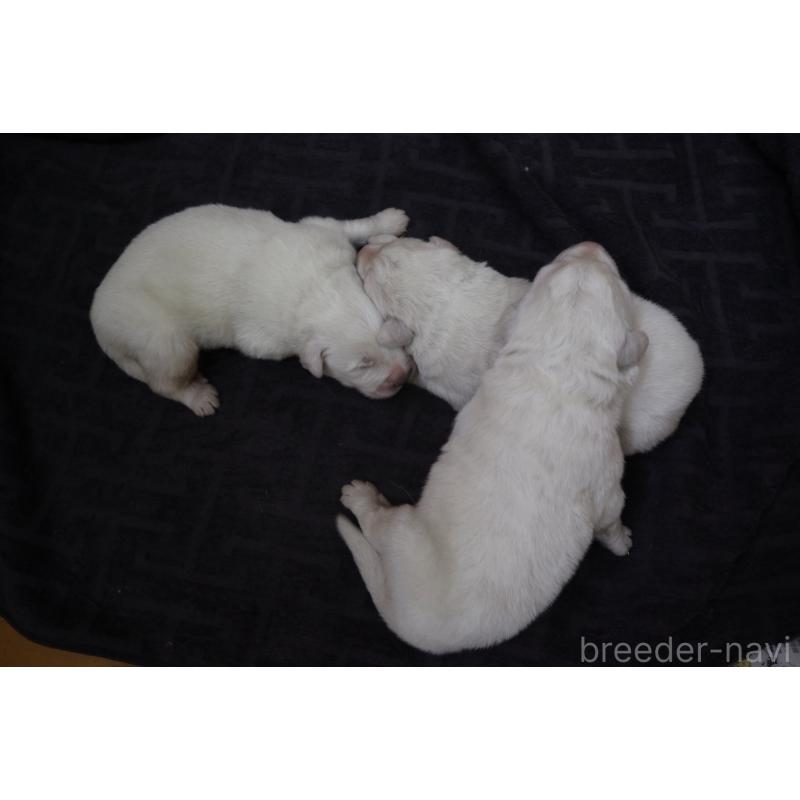 販売中の千葉県のグレートピレニーズ-453780の2枚目