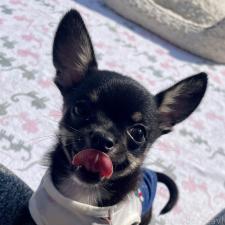 ♀︎チワワ(スムースコート)