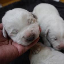 ♀︎グレートピレニーズ