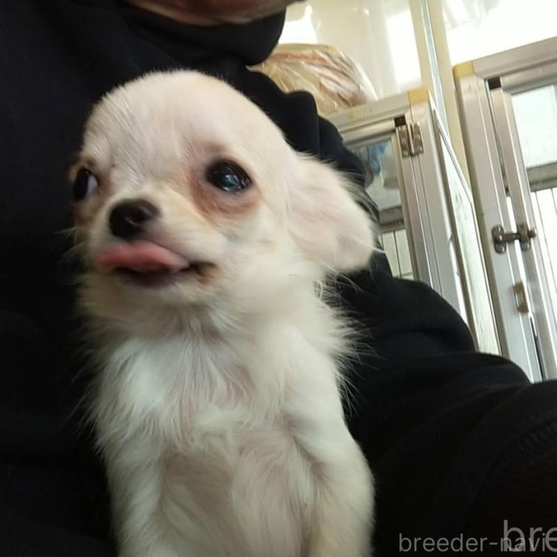 販売中の愛知県のチワワ(ロングコート)-425674