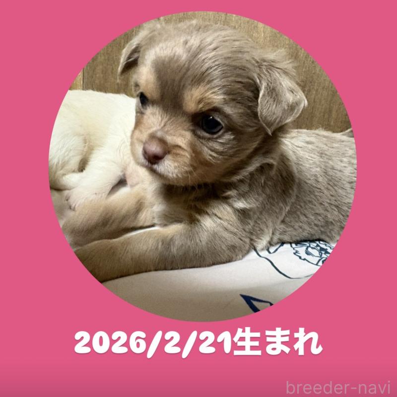 販売中の静岡県のチワワ(ロングコート)-453785