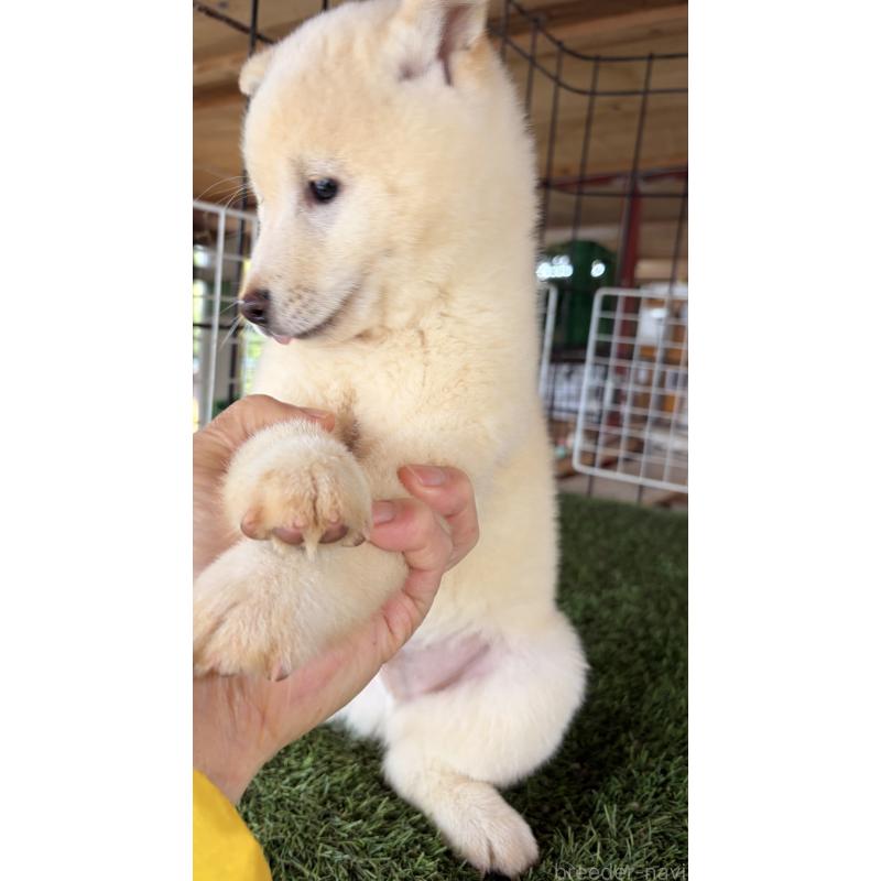 販売中の茨城県の豆柴-445262の6枚目