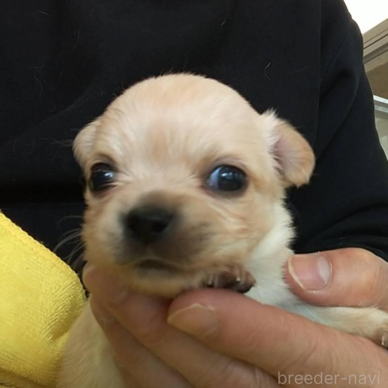 販売中の愛知県のチワワ(ロングコート)-448867