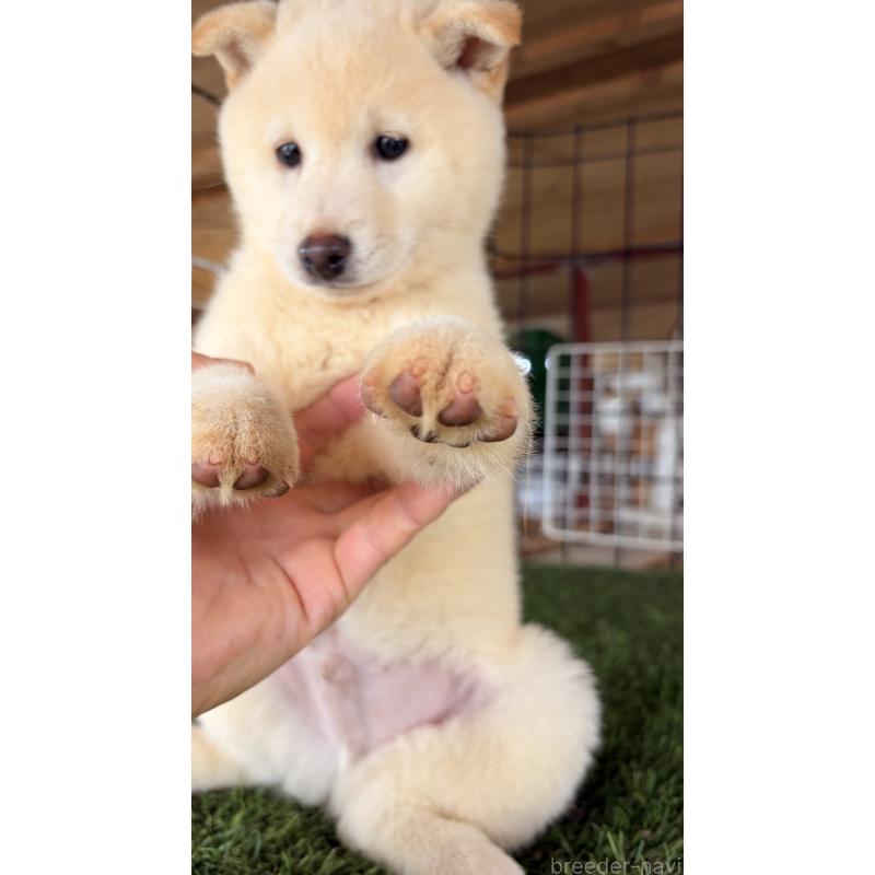 販売中の茨城県の豆柴-445262の4枚目