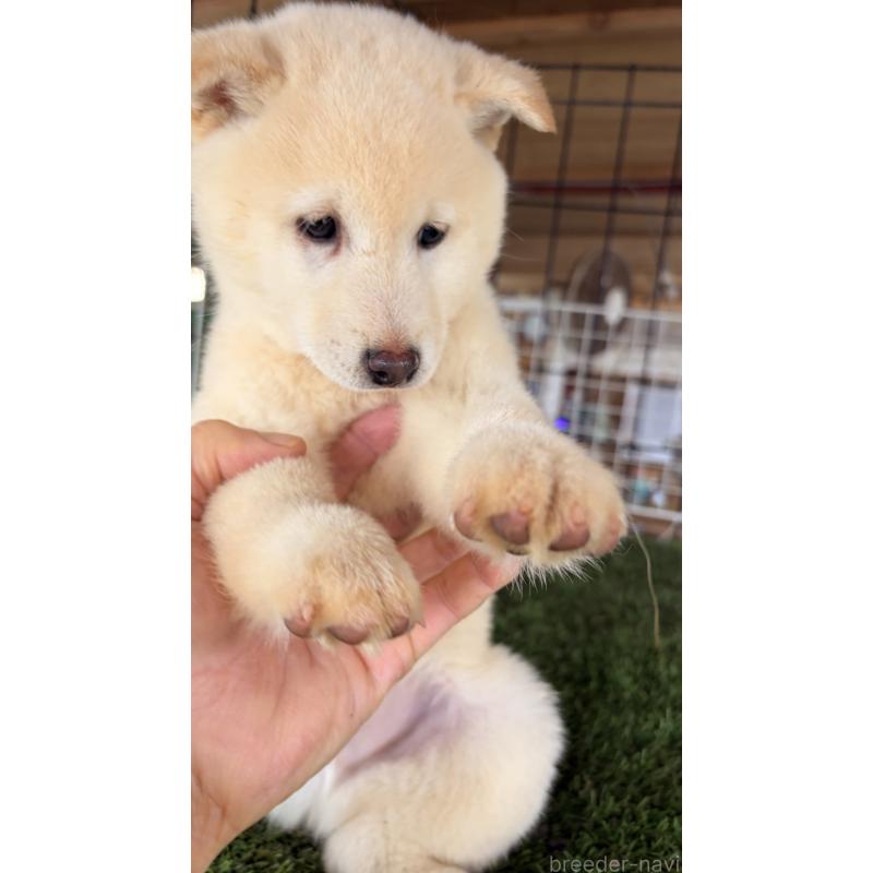 販売中の茨城県の豆柴-445262の3枚目