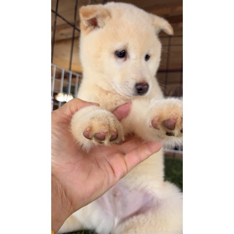 販売中の茨城県の豆柴-445262の2枚目