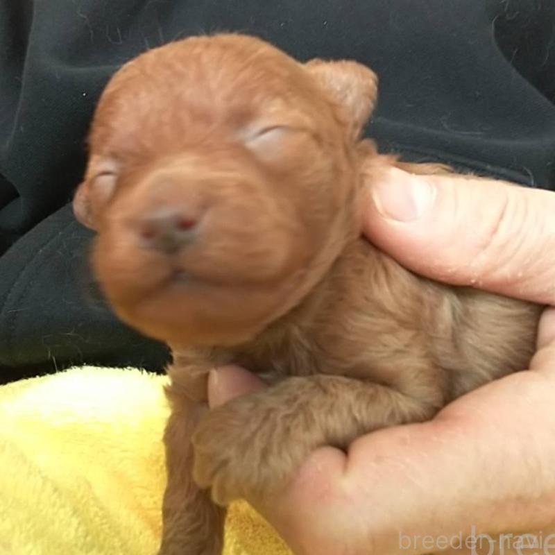 販売中の愛知県のトイプードル-453786