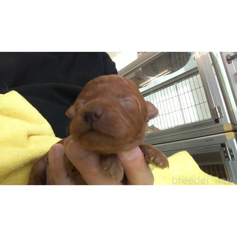 販売中の愛知県のトイプードル-453787の2枚目