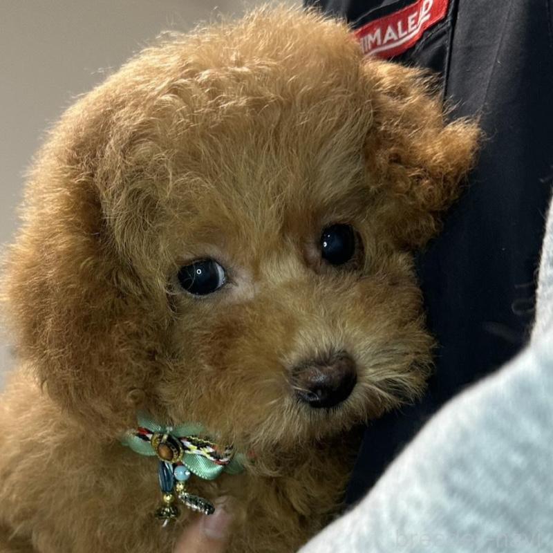 販売中の熊本県のタイニープードル-453788の6枚目