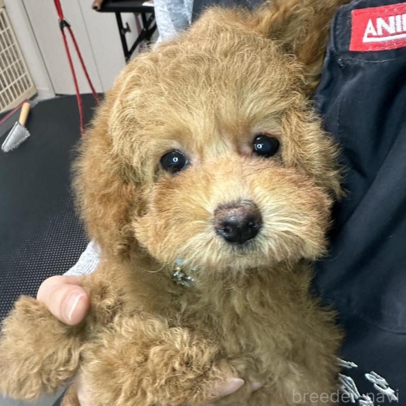 販売中の熊本県のタイニープードル-453788の5枚目