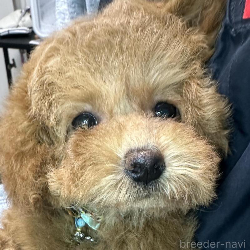 販売中の熊本県のタイニープードル-453788の4枚目