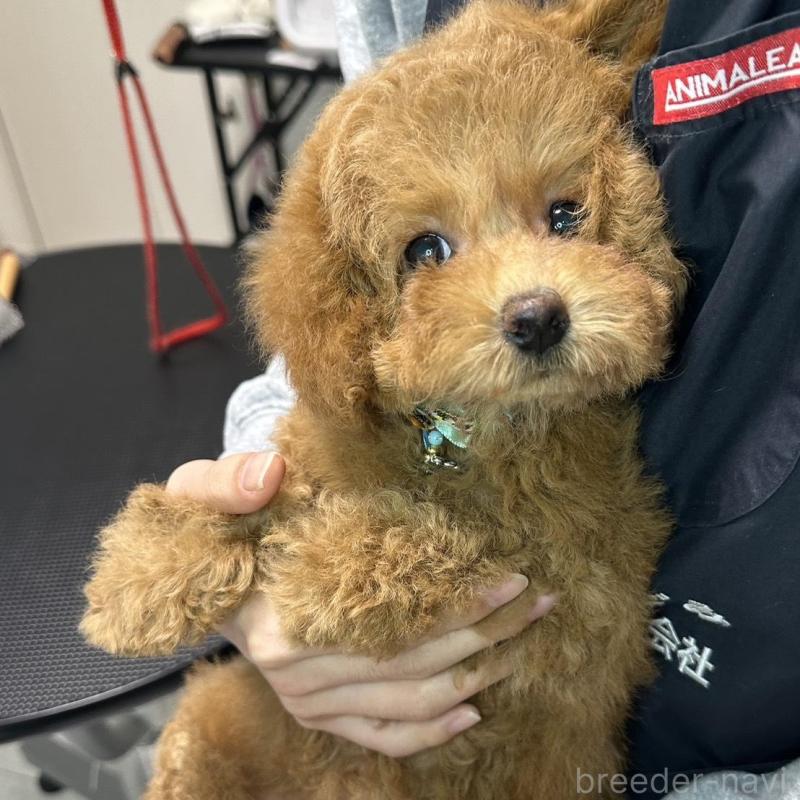 販売中の熊本県のタイニープードル-453788の3枚目