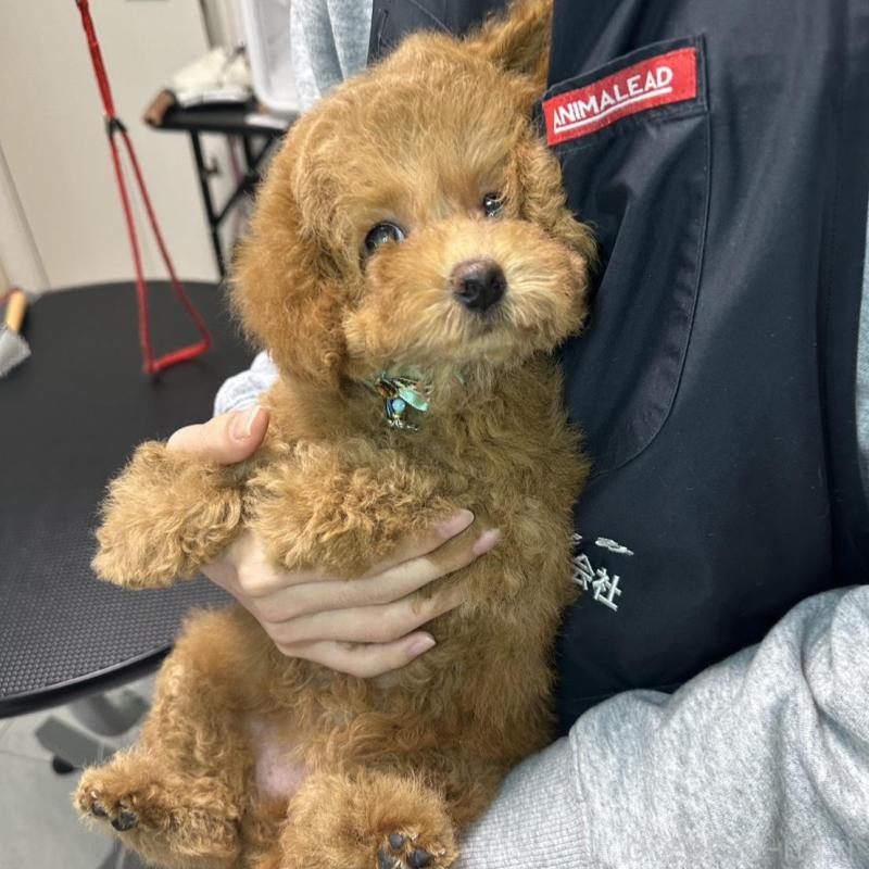 販売中の熊本県のタイニープードル-453788の2枚目