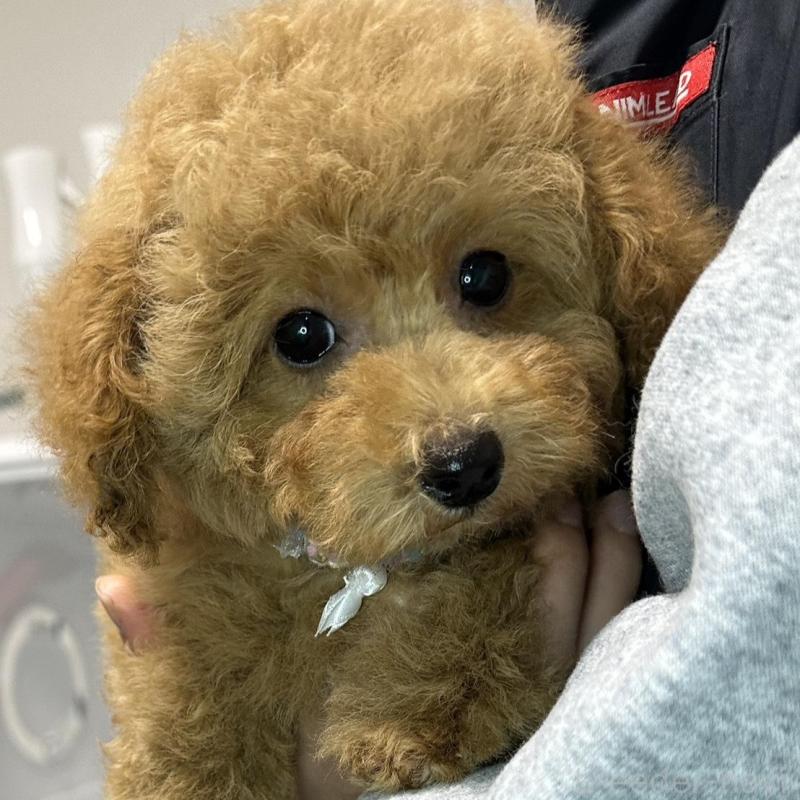 販売中の熊本県のタイニープードル-453789の8枚目