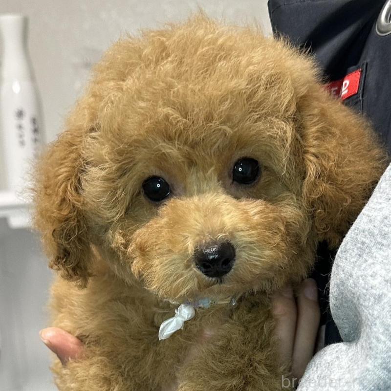 販売中の熊本県のタイニープードル-453789の7枚目