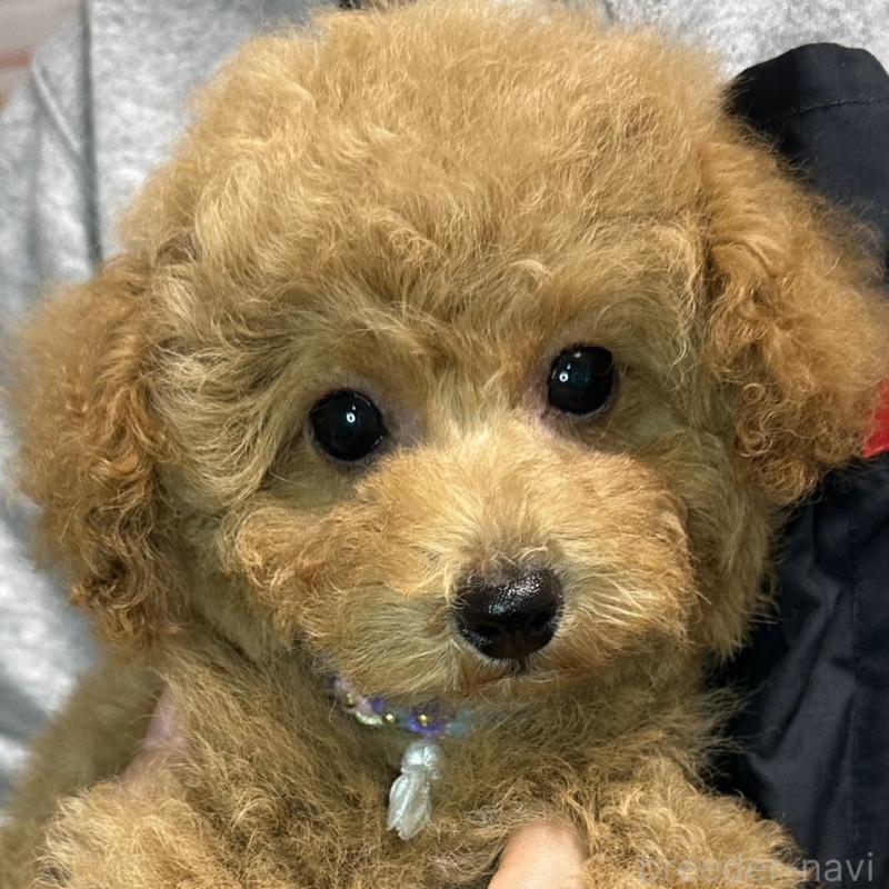 販売中の熊本県のタイニープードル-453789の5枚目