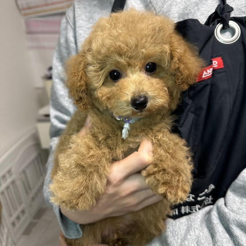 販売中の熊本県のタイニープードル-453789の4枚目