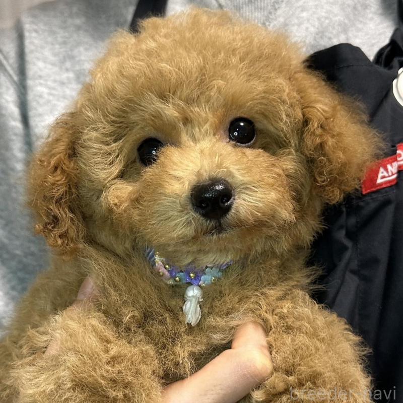 販売中の熊本県のタイニープードル-453789の3枚目