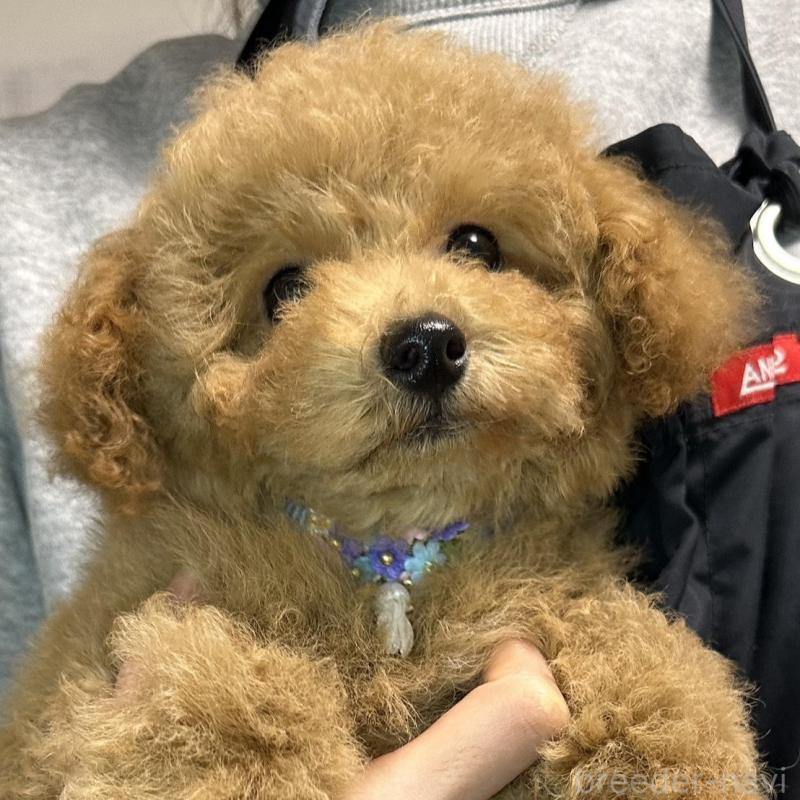 販売中の熊本県のタイニープードル-453789の2枚目