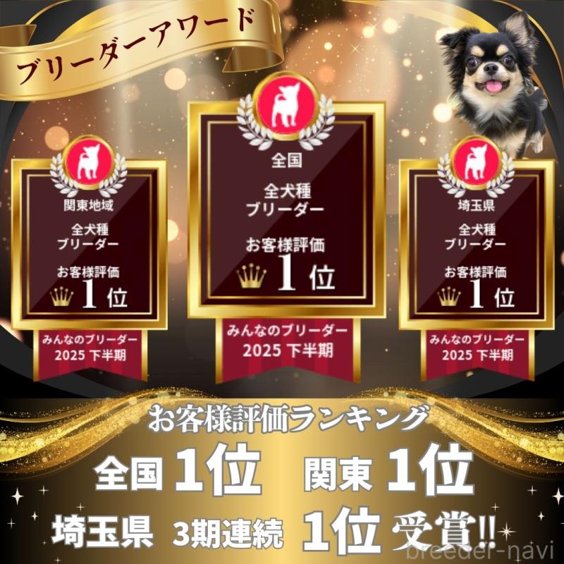 販売中の埼玉県のトイプードル-451106の3枚目