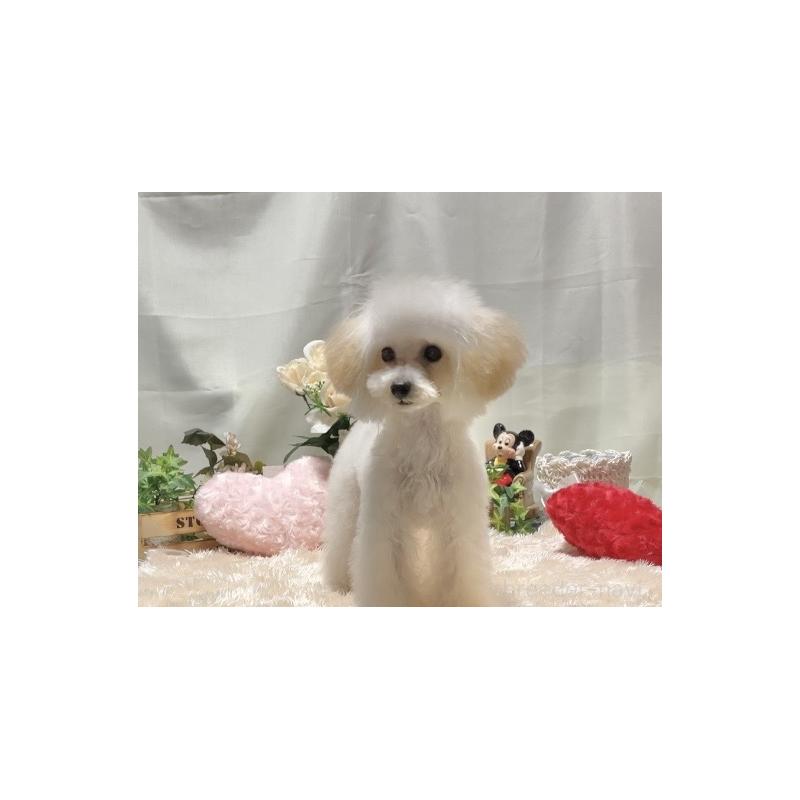 販売中の兵庫県のティーカッププードル-413257