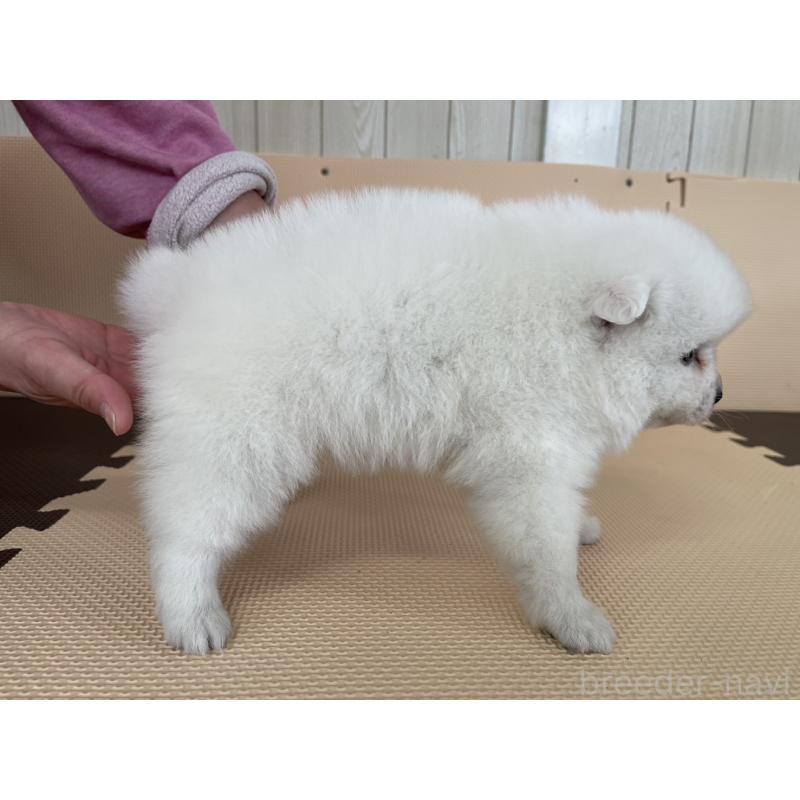 販売中の千葉県の日本スピッツ-453790の4枚目