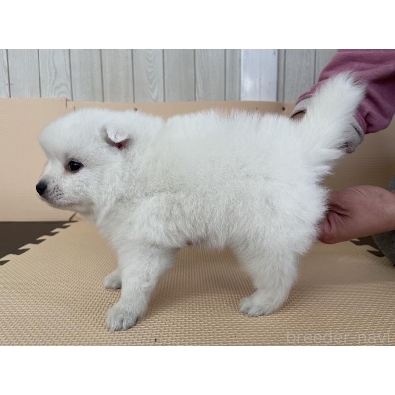 販売中の千葉県の日本スピッツ-453790の3枚目