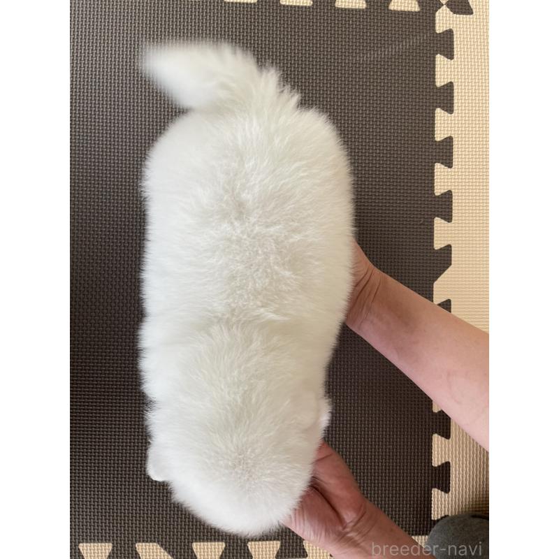 販売中の千葉県の日本スピッツ-453790の2枚目