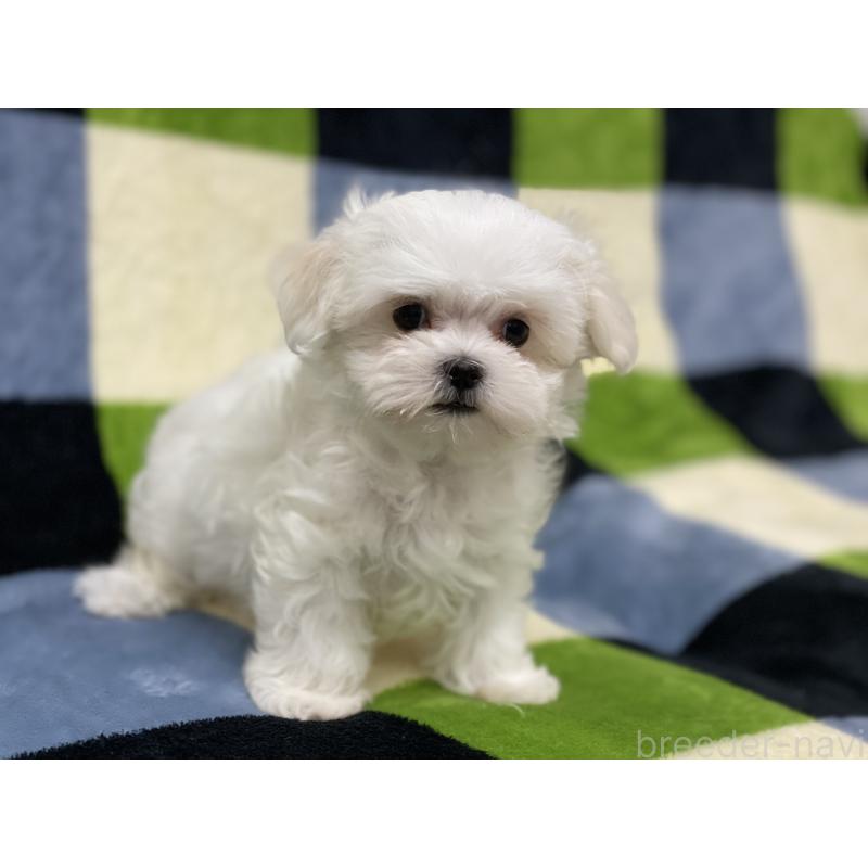 販売中の長野県のマルチーズ-453791の4枚目