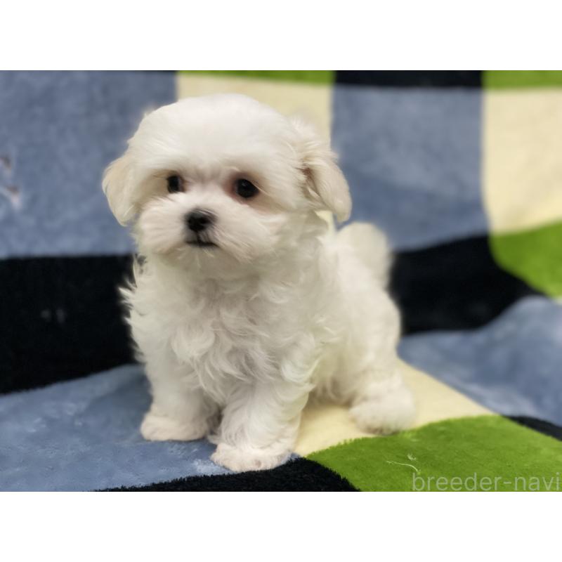 販売中の長野県のマルチーズ-453791の3枚目