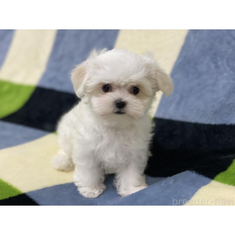 販売中の長野県のマルチーズ-453791