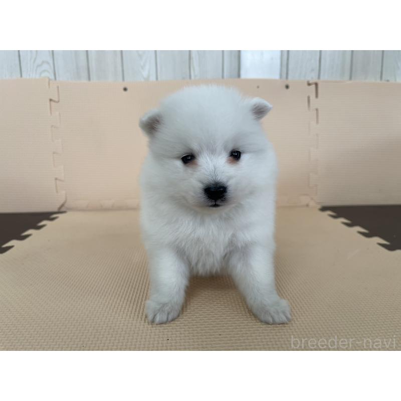 販売中の千葉県の日本スピッツ-453792の5枚目