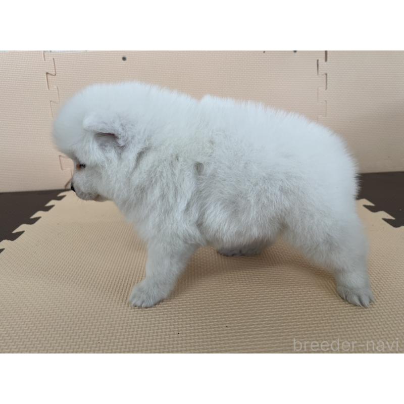 販売中の千葉県の日本スピッツ-453792の4枚目