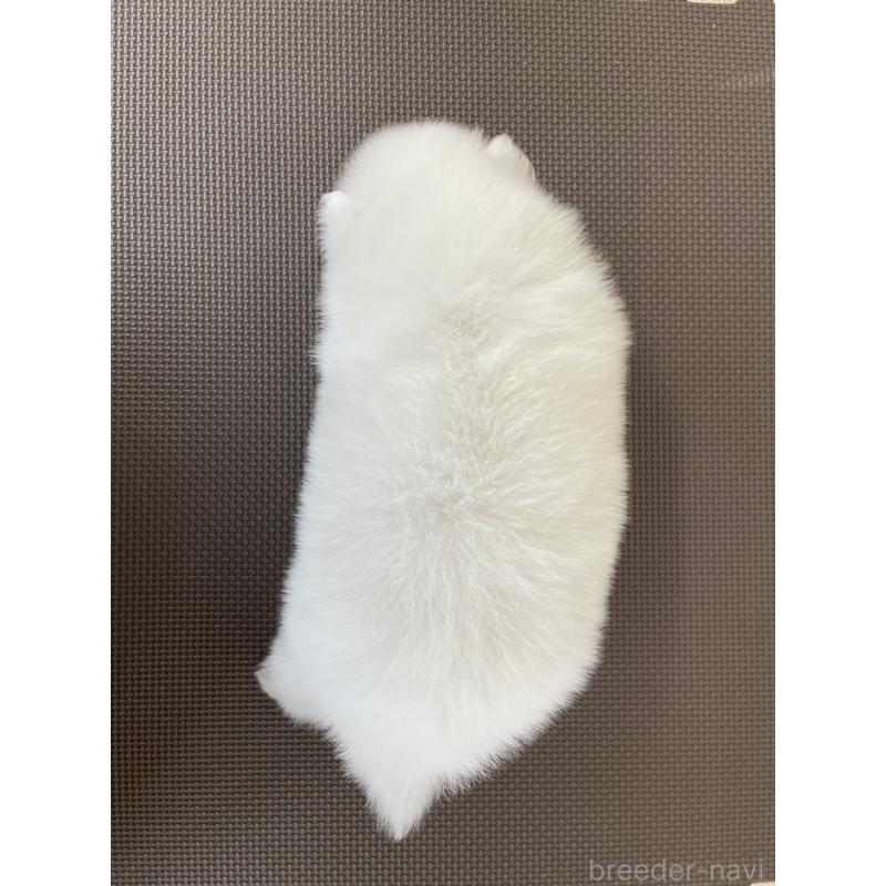 販売中の千葉県の日本スピッツ-453792の2枚目