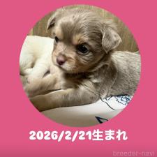 ♀︎チワワ(ロングコート)