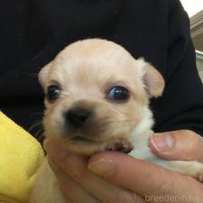 ♀︎チワワ(ロングコート)