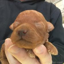 オンライン見学