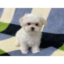 オンライン見学