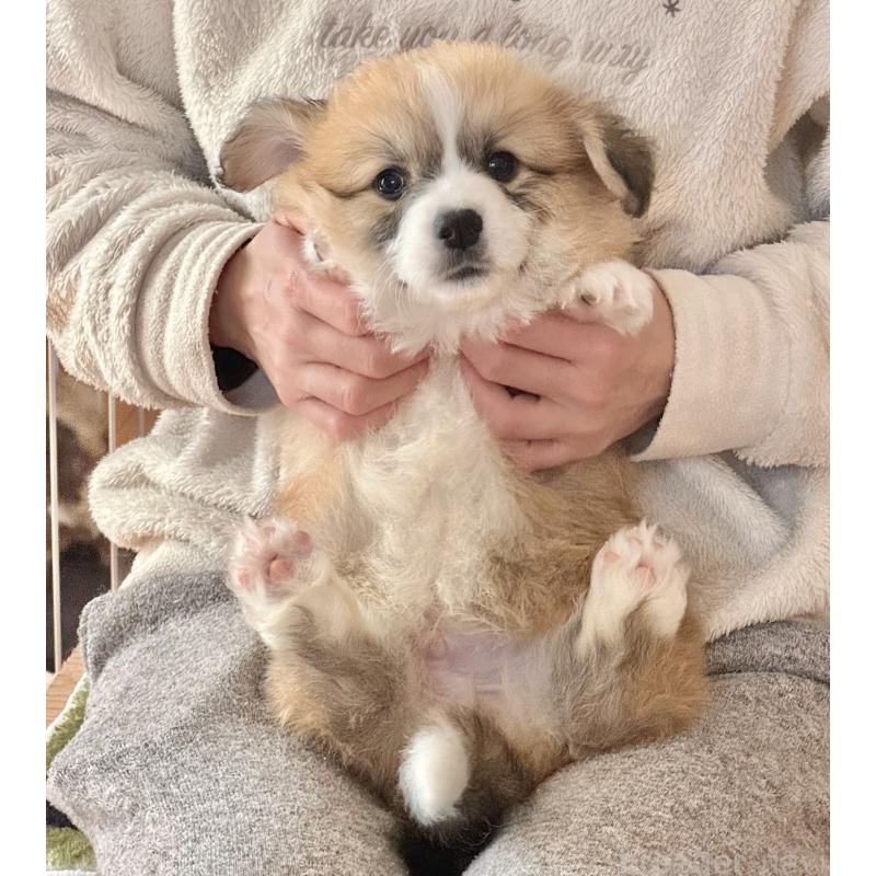 商談中の千葉県のウェルシュコーギーペンブローク-447521の3枚目