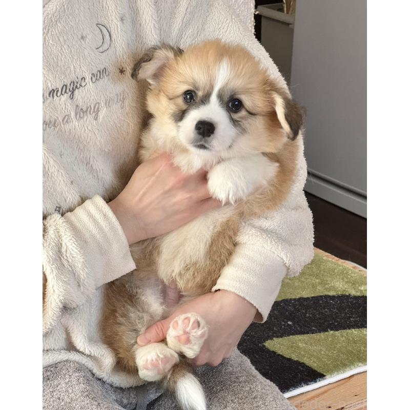 商談中の千葉県のウェルシュコーギーペンブローク-447521の2枚目