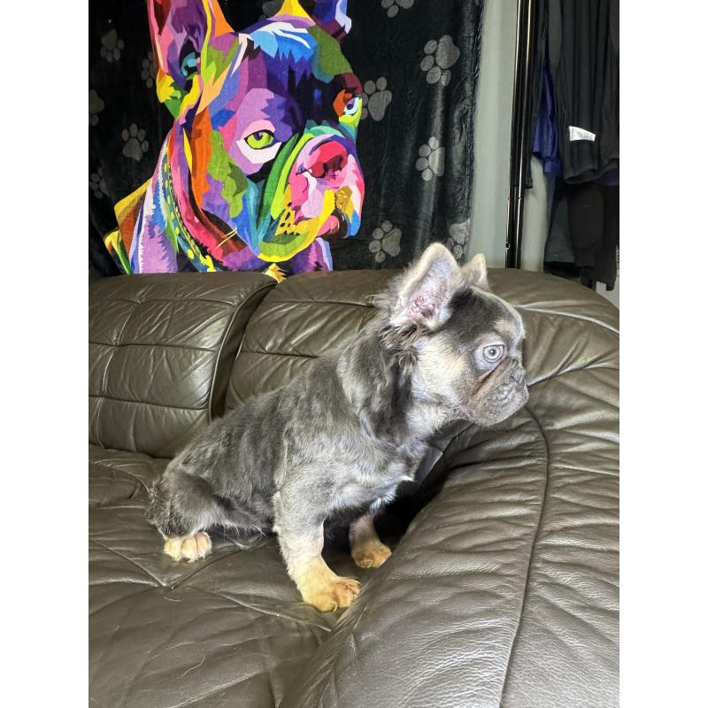 販売中の奈良県のフレンチブルドッグ-440455の11枚目