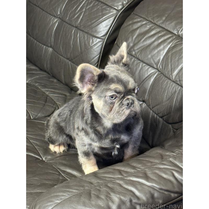 販売中の奈良県のフレンチブルドッグ-440455の10枚目
