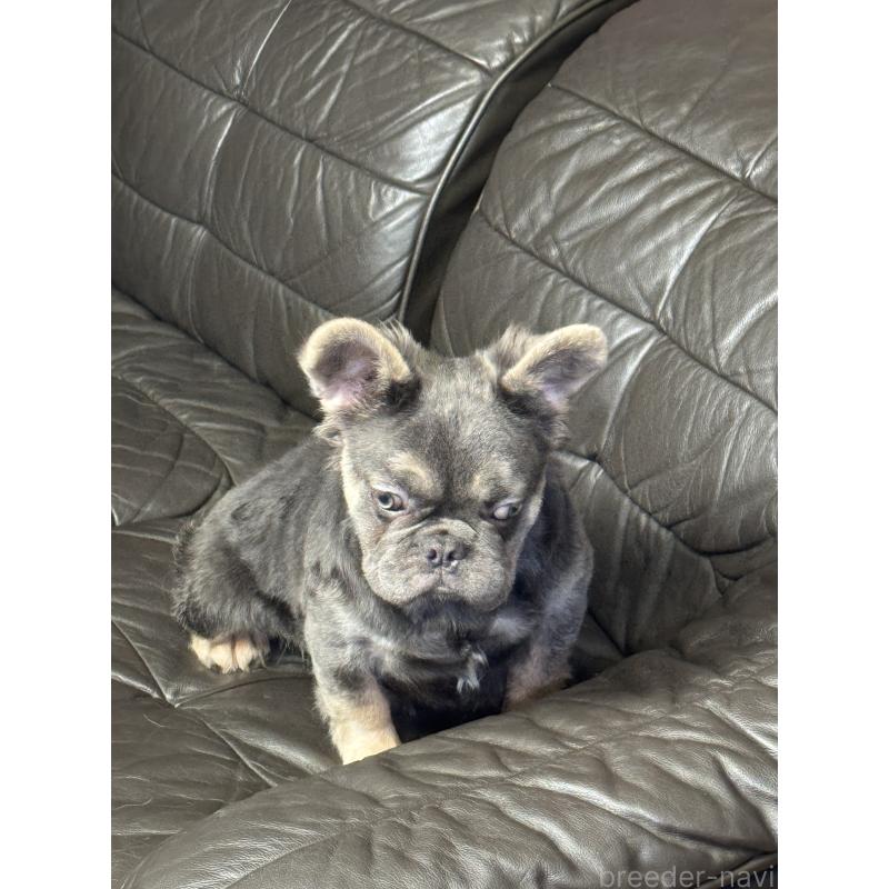 販売中の奈良県のフレンチブルドッグ-440455の9枚目