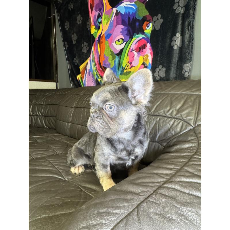 販売中の奈良県のフレンチブルドッグ-440455の8枚目