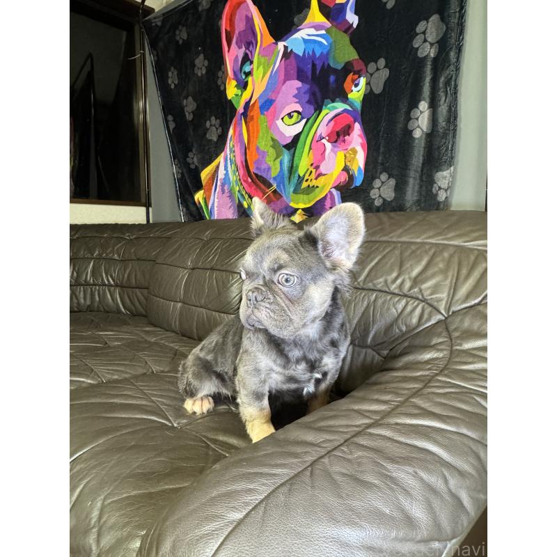 販売中の奈良県のフレンチブルドッグ-440455の7枚目