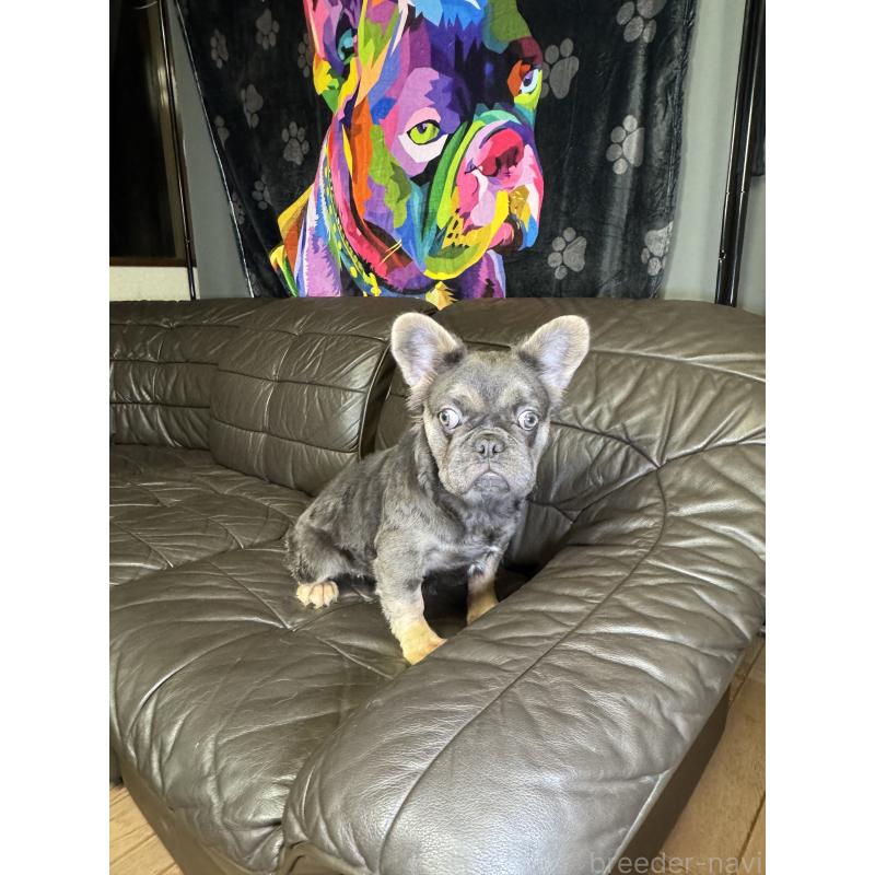 販売中の奈良県のフレンチブルドッグ-440455の6枚目